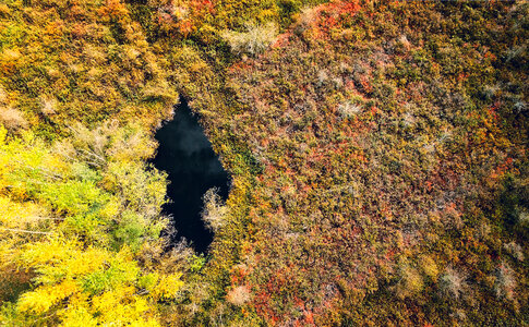 Aerial Forest Nature photo