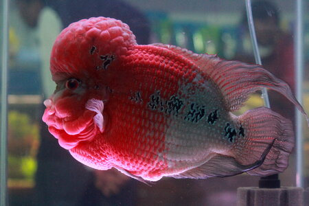 Pink Fish