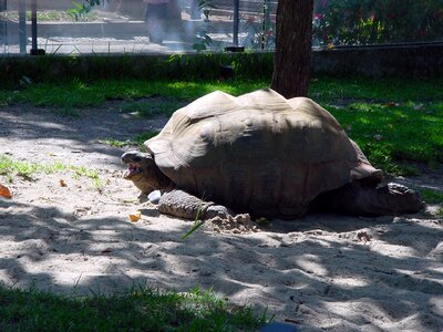 Animal wildlife wild