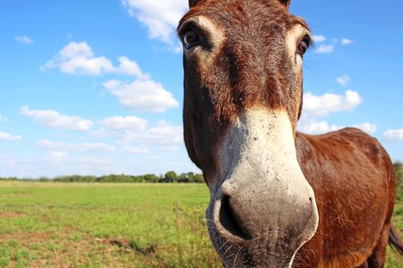 Animal donkey field