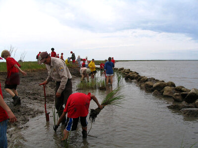 Planting grass, restoring coastline photo