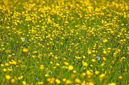 Spring gardening macro