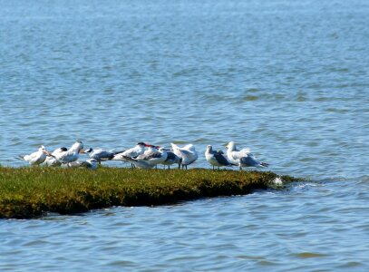 Gulls peninsula waterfowl photo