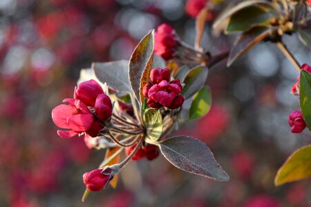 Flower Bud flower garden flowering cherry