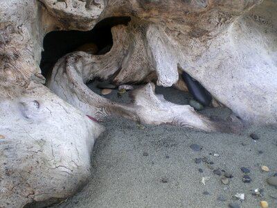 Driftwood drift wood