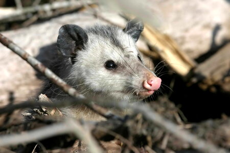 Animal opossum photo