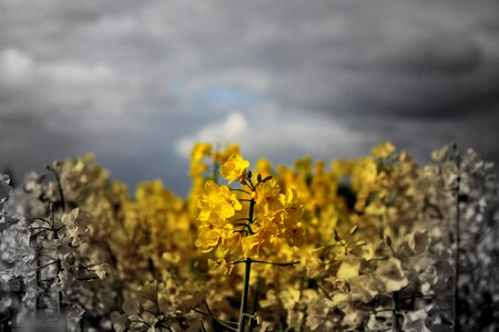 Flower farm farmer photo