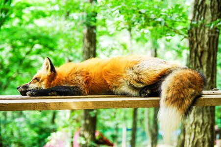 Sleep sleeping cute