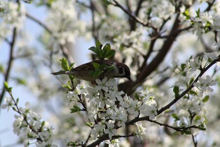 Nature apple tree leaves
