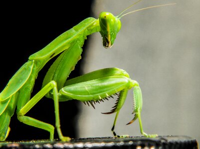 Fishing locust green close up photo