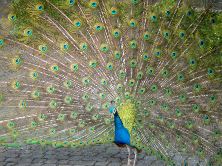 Peacock bird colors