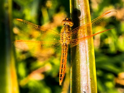 Close up wing chitin photo