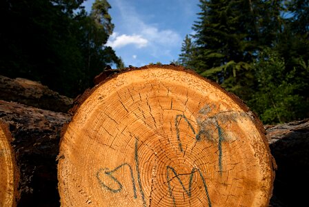 Wood losers extraction photo