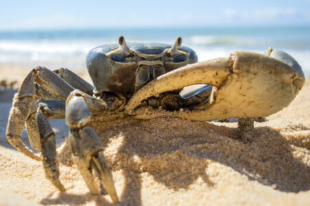 Blue Crab on Sandy Beach photo