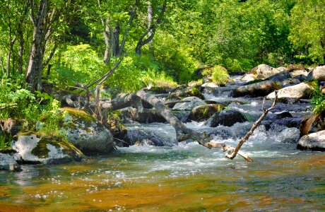 Summer landscape nature