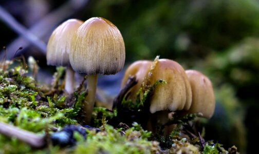 Detail flora fungi photo