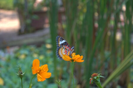 Cosmos orange colour