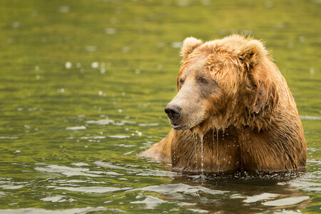Kodiak brown bear-1