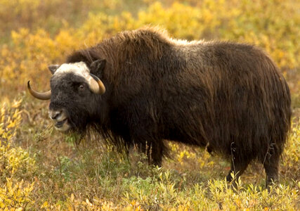 Muskox at the Arctic National Wildlife Refuge photo