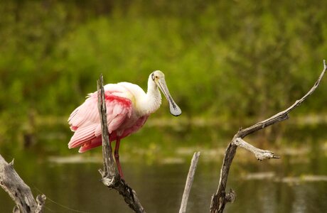 Wildlife water big