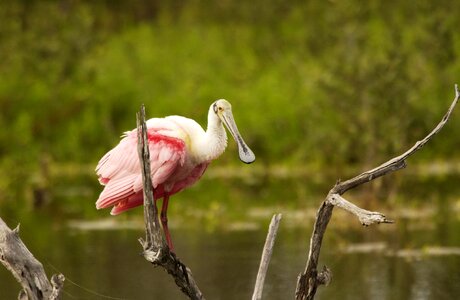 Wildlife water big photo