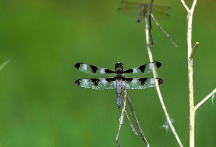 Bug dragonfly lights