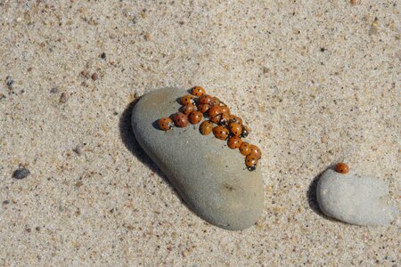 Sand stones ladybug photo