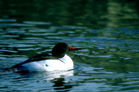 Common Merganser-2 photo