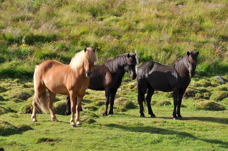 Iceland horse horse pony photo