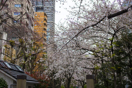 44 Cherry tree