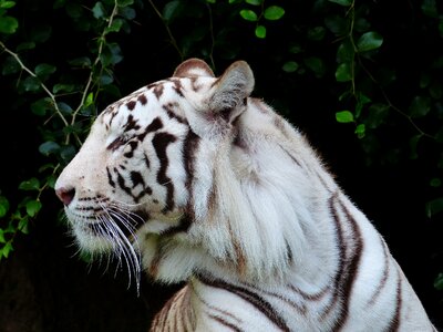 Majestic white bengal tiger tiger