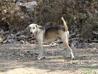 India guard dog photo