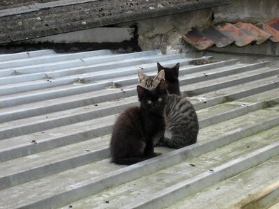 Kitten roof photo