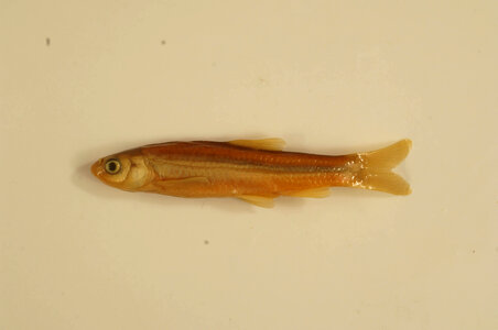 Hybognathus amarus