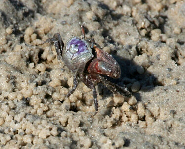 Sand fiddler crab -- Uca pugilator