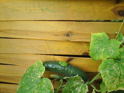 Cucumber fence garden fence
