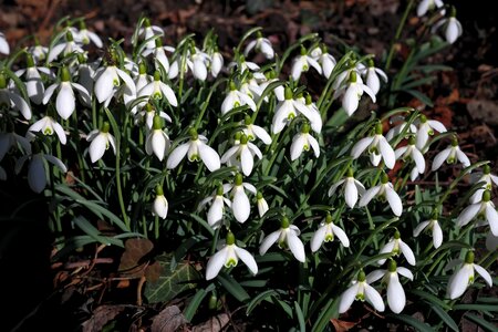 Galanthus amaryllis plant amaryllidaceae photo