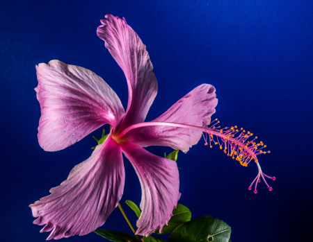 Flower pink marshmallow