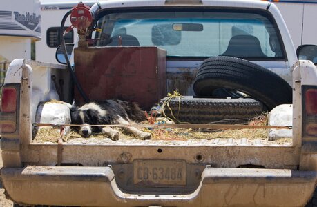 Sleeping animal pet photo