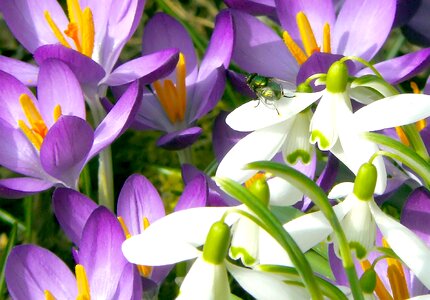 Plant spring blossom photo