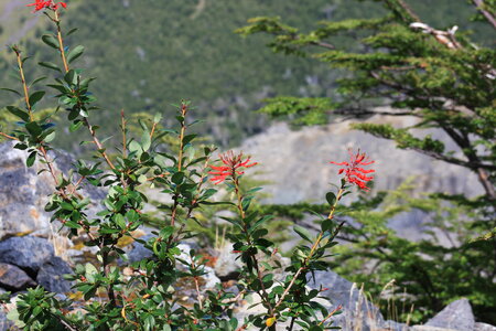 Beautiful flowers in mountain photo