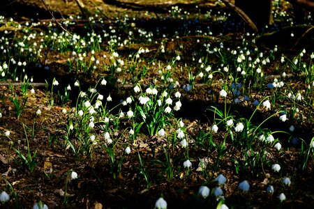 Spring flower blossom bloom photo