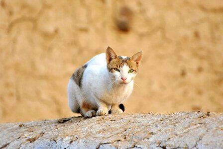 Animal cat domestic cat