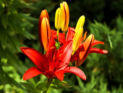 Beautiful beautiful flowers beautiful photo