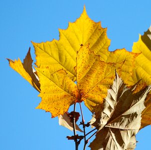 Big leaf yellow leaf autumn