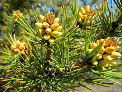 Branch branches conifer