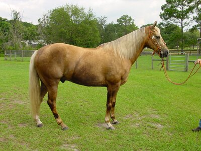 Stallion mane equestrian photo