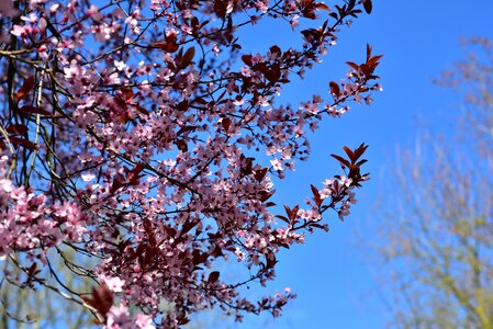 Bloom tree pink photo