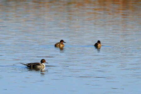 Northern Pintails photo