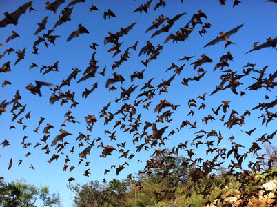 Mexican free-tailed bats photo